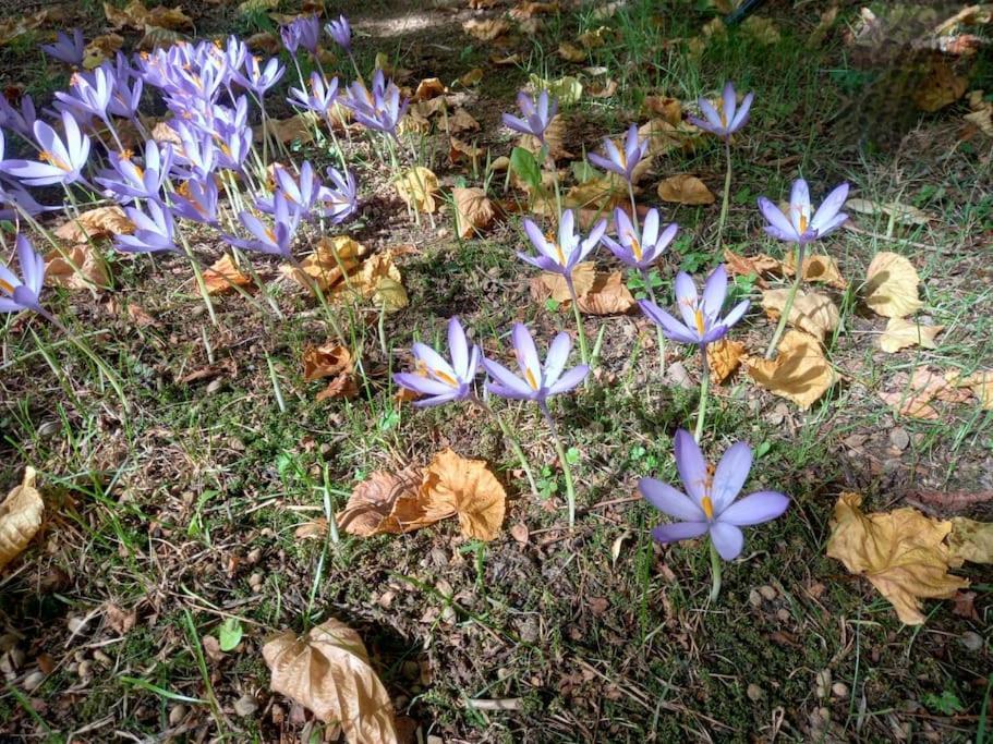 Gite L'Enclos O Rendez-Vous Roquefeuil-Pays De Sault- Avec Jardin Bagian luar foto