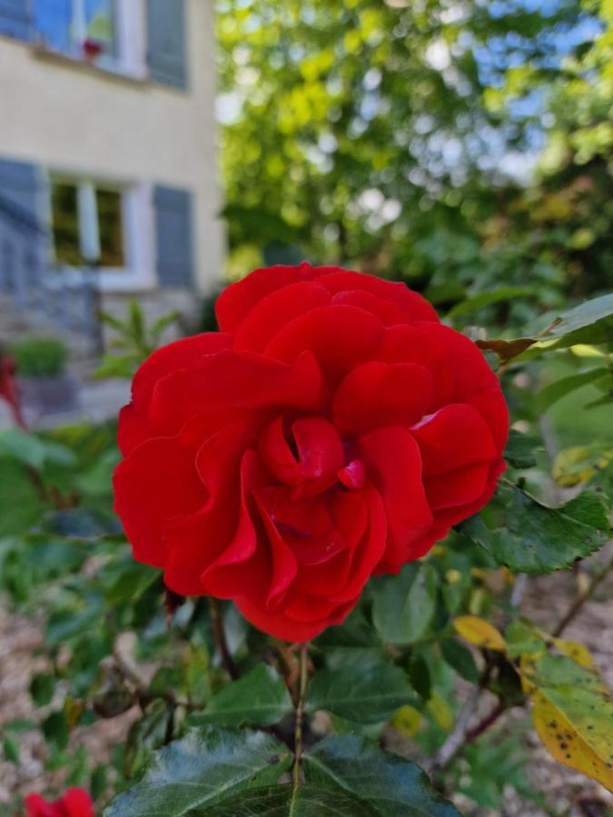 Gite L'Enclos O Rendez-Vous Roquefeuil-Pays De Sault- Avec Jardin Bagian luar foto